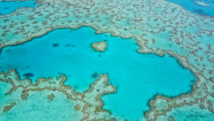 The amount of baby coral declined by an even higher percentage