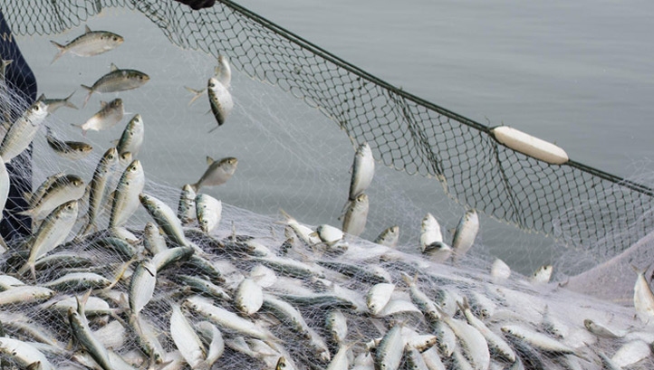 Overfishing Fish Stocks