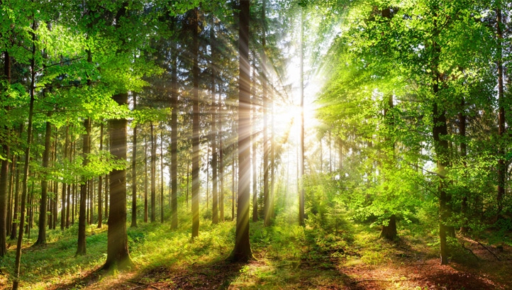 Image shows a forest nature setting with a sun shining through the trees.