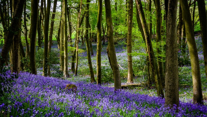 Manners peddling Fahrenheit Trees, peat and net-zero: UK to enshrine new nature goals in law