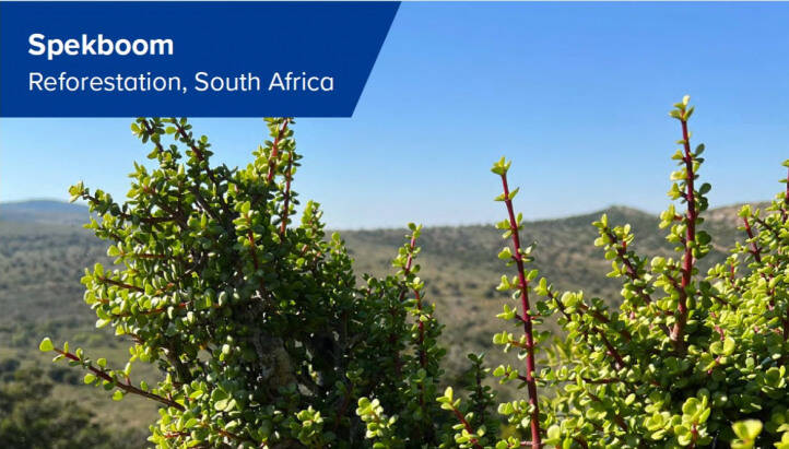 Spekboom Reforestation, South Africa – Climate Partner Impact Brochure