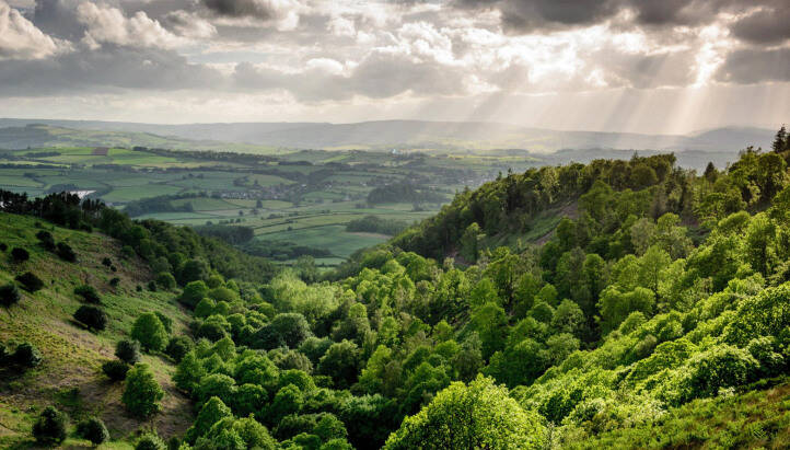 Woodland Trust launches nature-rich Woodland Carbon scheme