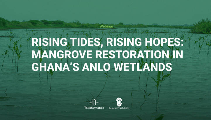 Rising Tides, Rising Hopes: Mangrove Restoration in Ghana’s Anlo Wetlands