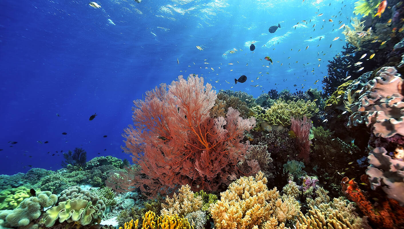 Mars to host large-scale rapid coral restoration drive