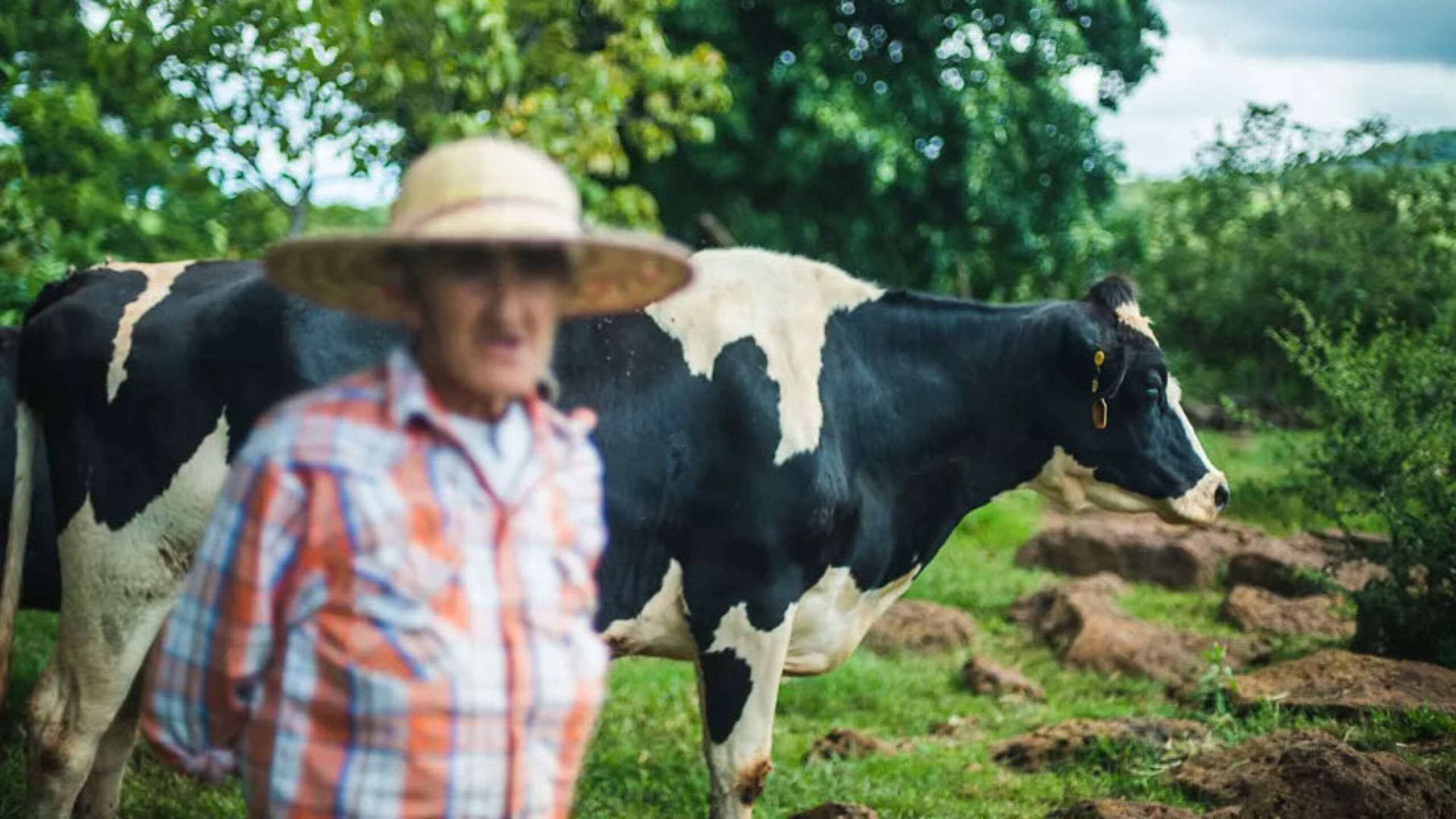Danone eyes feed additives to tackle methane emissions from cows
