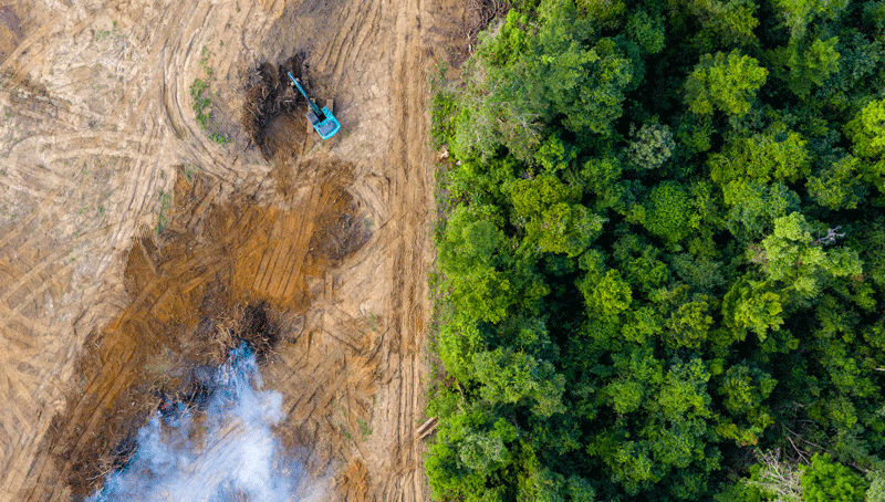 Inaction on deforestation undermining corporate net-zero commitments, report finds