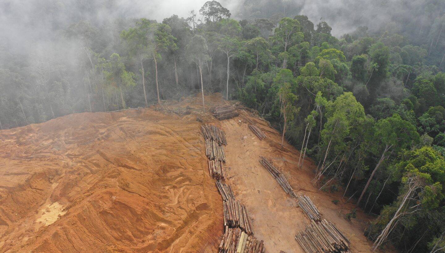 EU agrees on new measures for anti-deforestation laws