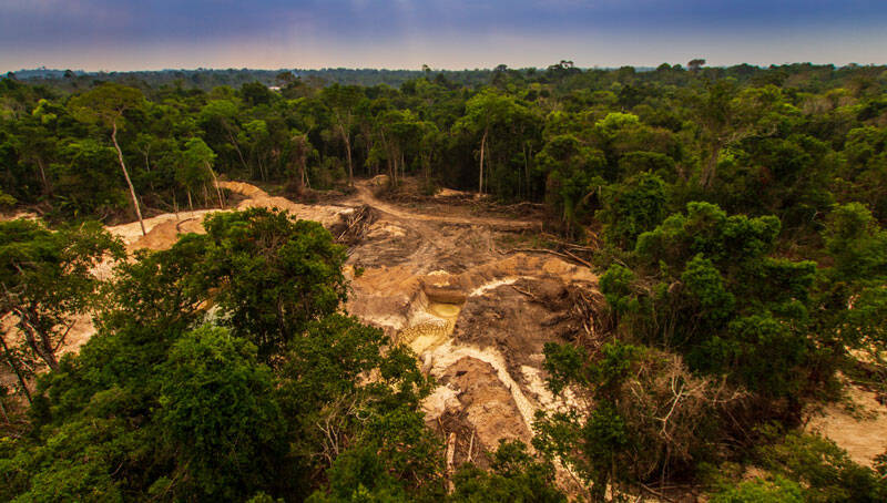 WWF: Deforestation has gotten worse despite landmark COP26 conservation pledge