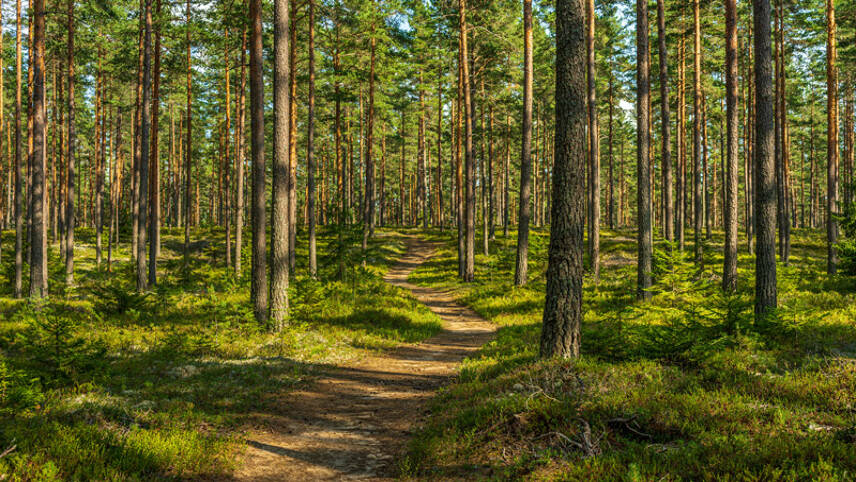 Lawmakers split over forestry in EU nature restoration law