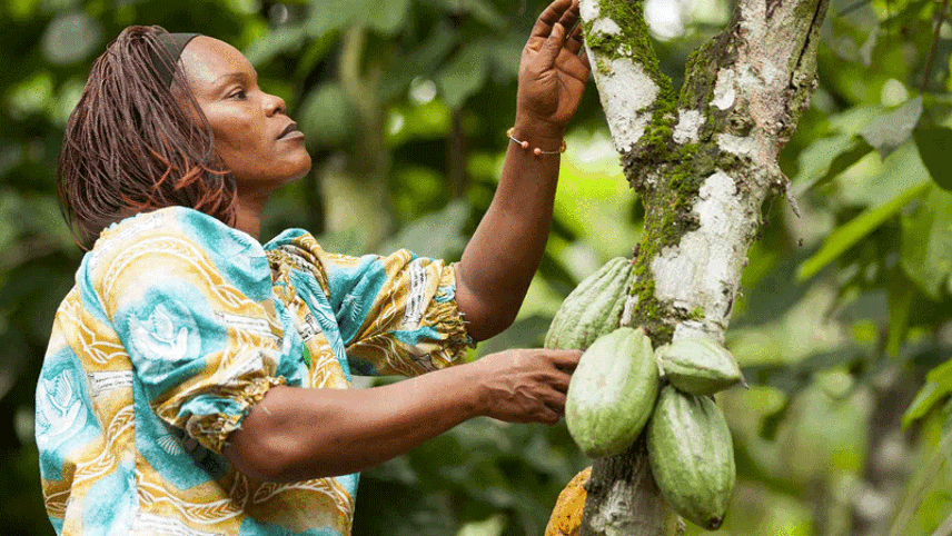 Galaxy pledges positive impact on one million people in cocoa farming communities by 2030