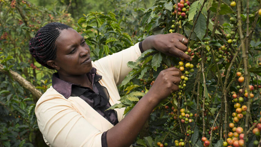 Nestlé pledges one billion Swiss francs for coffee supply chain sustainability