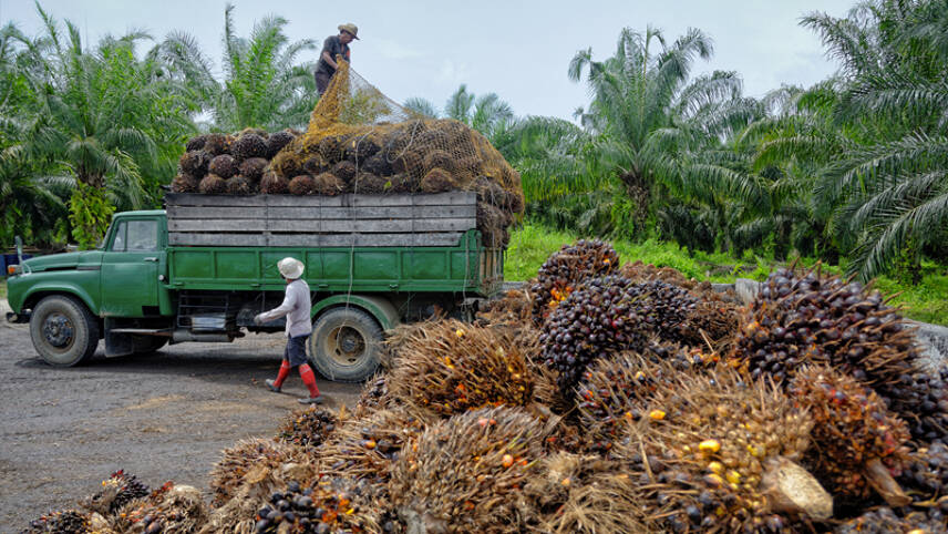 FMCG giants forge ahead with forest risk reporting, but face calls to cut ties with palm oil suppliers