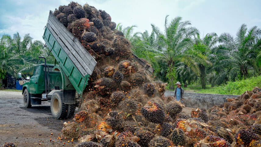 EU slams Indonesia’s attempts to water down anti-deforestation laws
