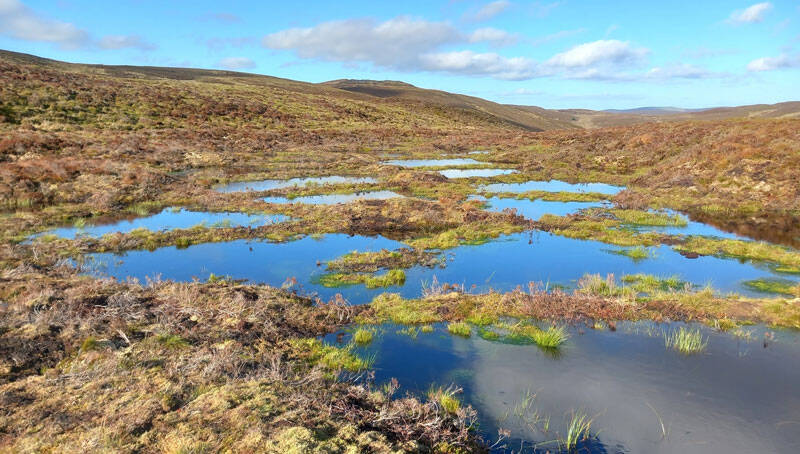 Co-op forges partnership for peatland restoration in Scotland, Wales