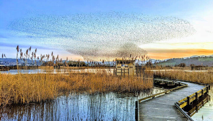 rspbconwy