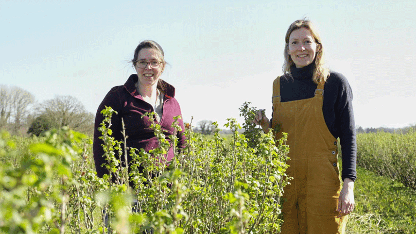 Ribena to trial regenerative blackcurrant farming in ‘bold’ new project