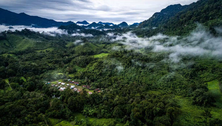Dove launches project to restore 123,000 acres of rainforests