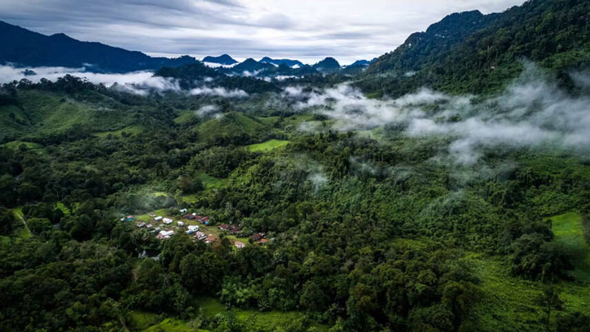 Dove launches project to restore 123,000 acres of rainforests