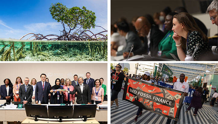 Mangroves, food fights and fossil fuels: The eight biggest stories from nature day at COP28 (9 December)
