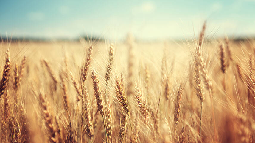 Carlsberg ramps up regenerative farming practices across barley supply chain