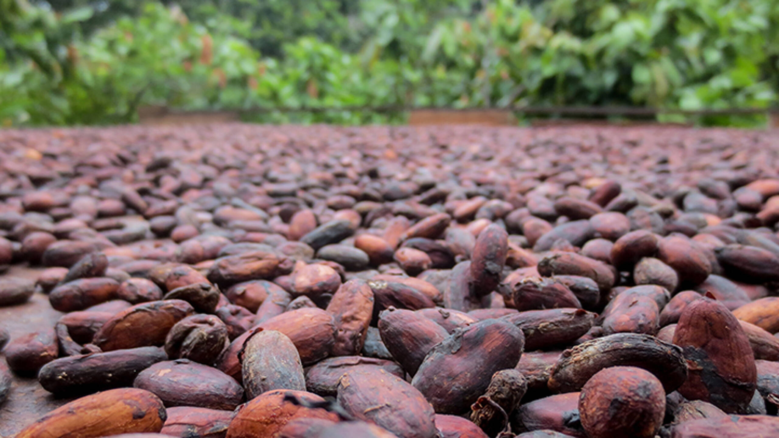 Collaboration for meaningful change: The importance of working with local communities in cocoa supply chains