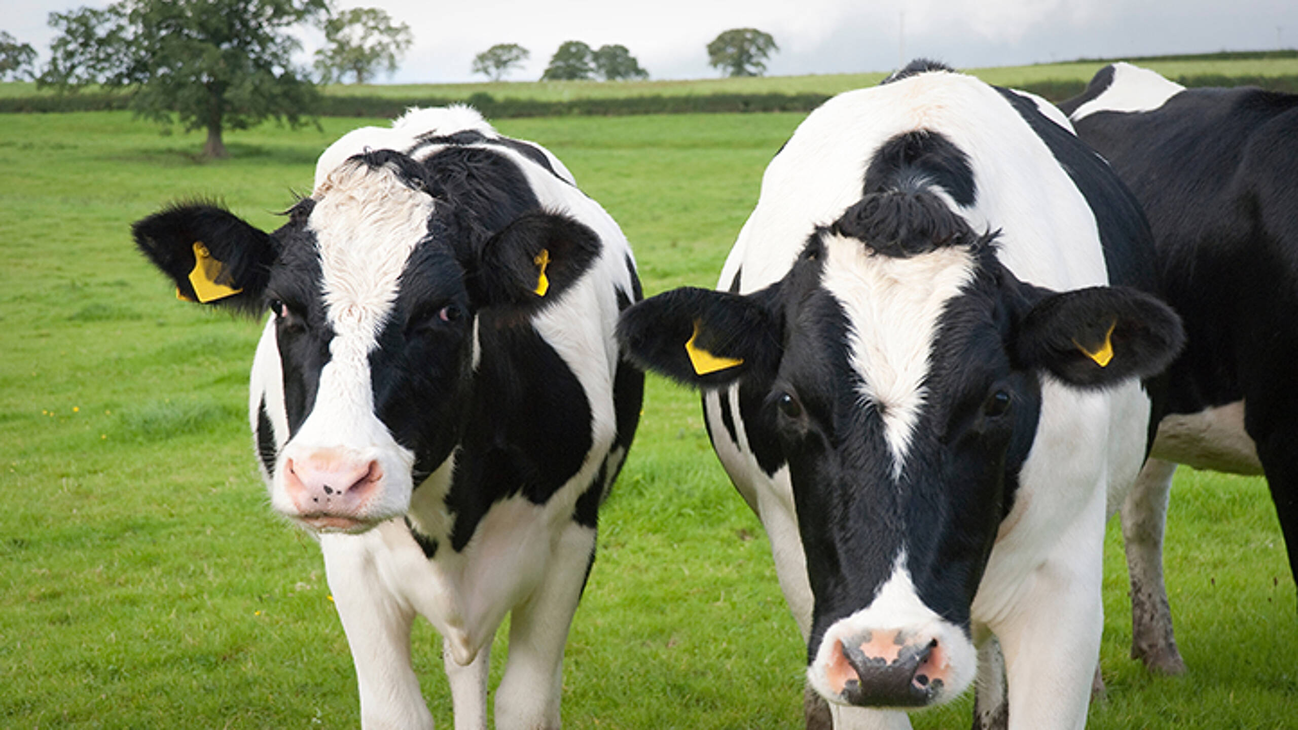 We won’t hit net-zero without reducing dairy emissions and banks need to support corporates
