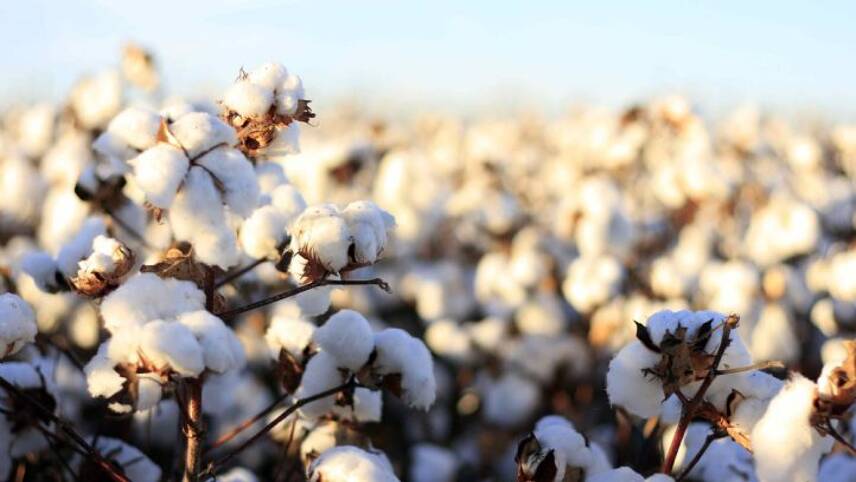 Fashion industry sourced record amount of sustainable cotton in 2018