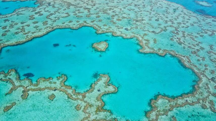 Great Barrier Reef suffers 89% collapse in new coral after bleaching events