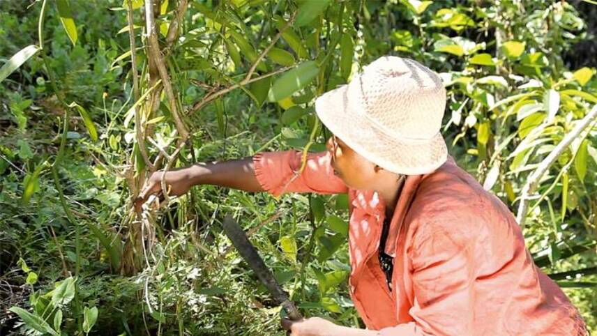New Wall’s tool lets consumers track positive vanilla supply chain impacts