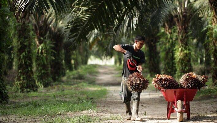 Trust, Tech and Traceability: What can the palm oil supply chain teach us about sustainability?