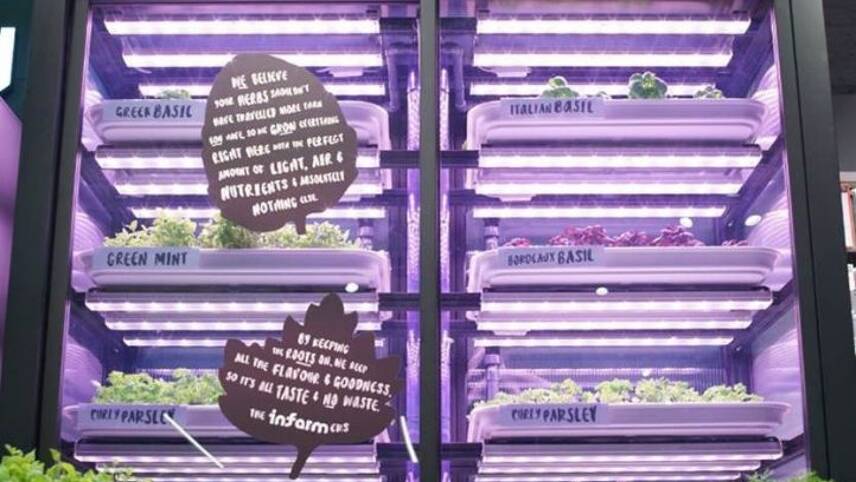 M&S showcases vertical farming at London store