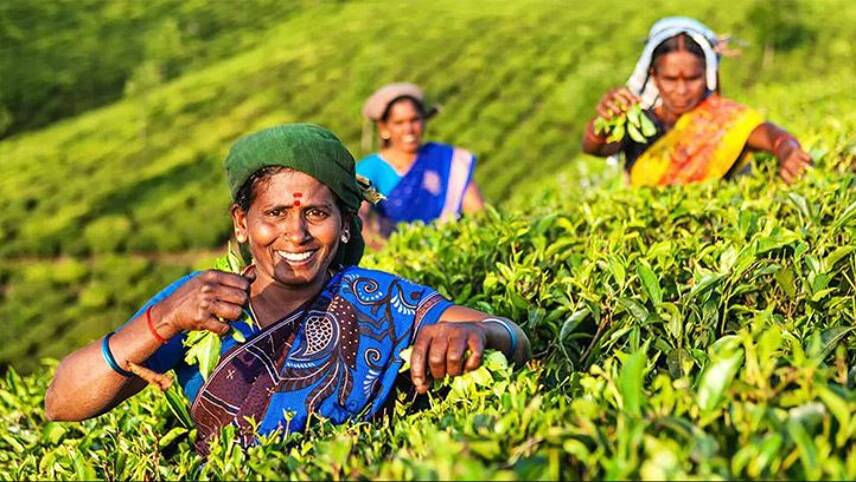 Unilever turns to interactive mapping to boost tea supply chain transparency