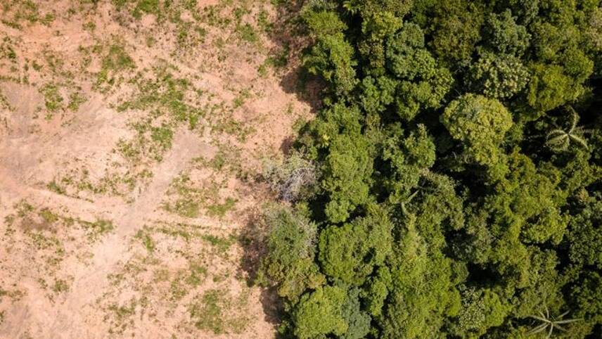 Report: Half of world’s largest businesses haven’t pledged to end supply chain deforestation