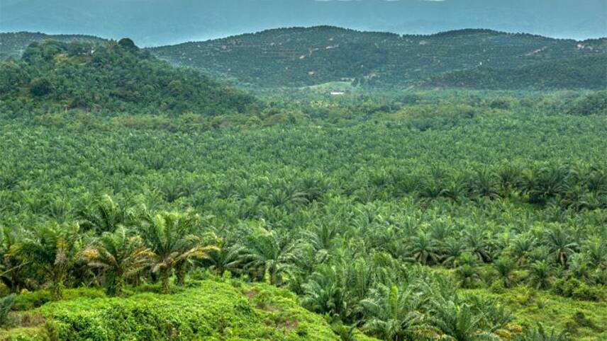 Kellogg’s revamps deforestation and palm oil policies after environmental protests