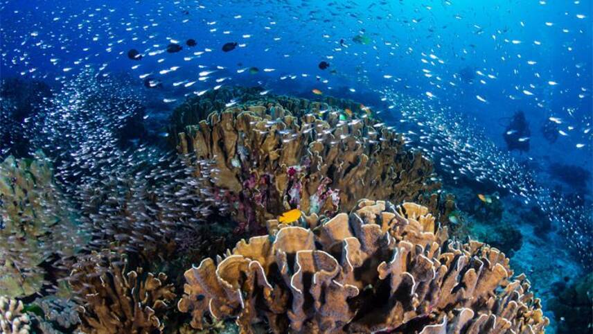 Protect one-third of world’s oceans and land to deliver $500bn economic boost, scientists urge