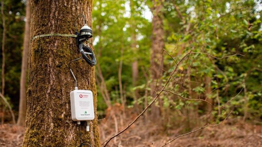 Vodafone and Defra launch IoT tree monitoring system to inform climate policy