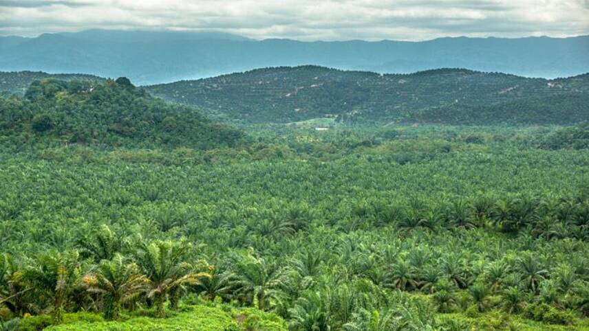 Unilever trials geolocation tech to tackle deforestation in palm oil supply chains