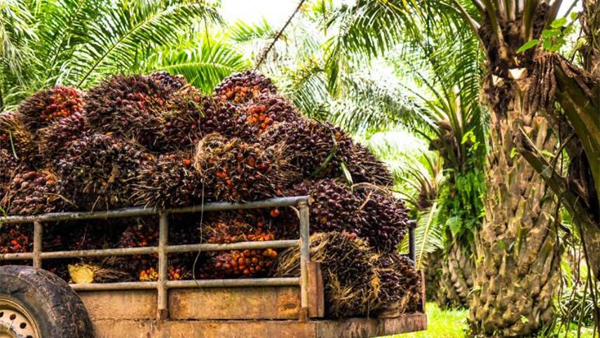 Consumer goods giants accused of sourcing palm oil from ‘top deforester’