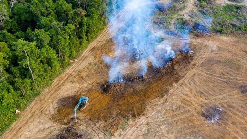 Defra plans crackdown on deforestation in UK corporates’ supply chains