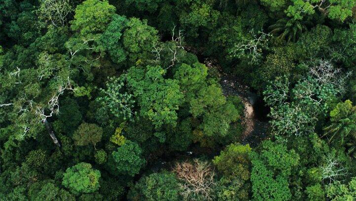 Consumer goods giants worth $1.8trn team up to tackle deforestation