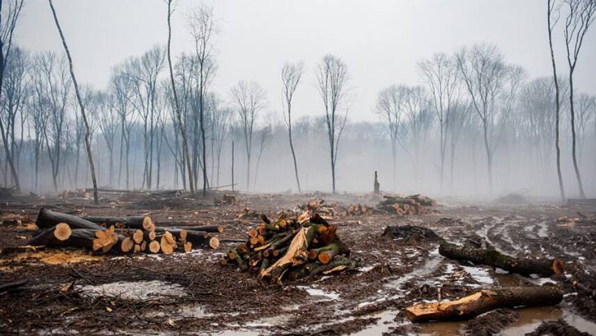 Plans to halt deforestation not strong enough, Tesco, Nestle and Nandos tell UK Government