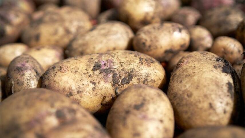 Walkers turns to beer-based carbon capture for low-carbon potatoes
