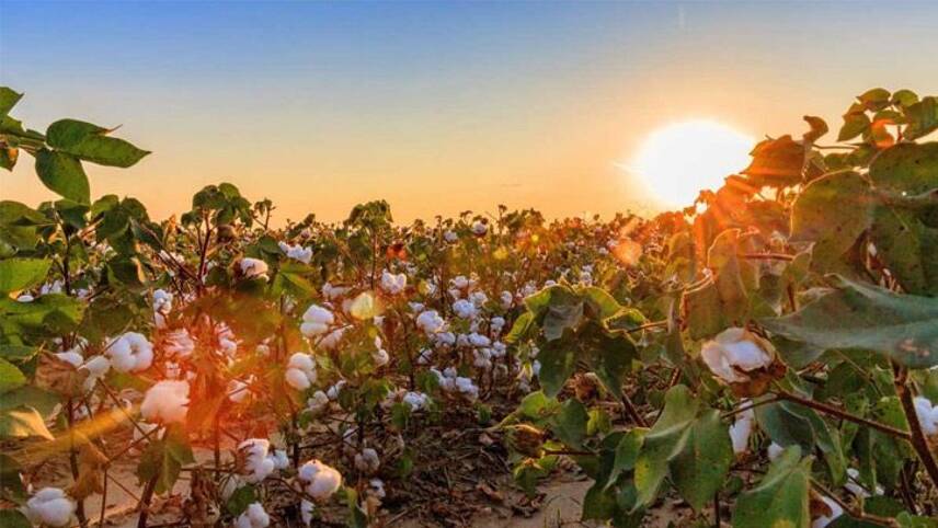 Gap targets 100% sustainably sourced cotton by 2025