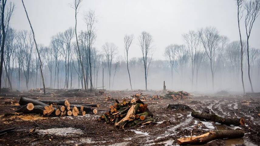 Banks urged to set time-bound targets to tackle deforestation