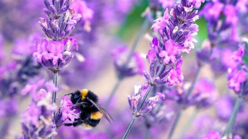 EU lawmakers raise concerns about UK ‘regression’ on pesticides