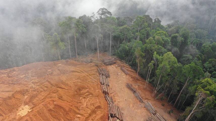 Report: 2 in 3 banks have no commitments to stop financing deforestation