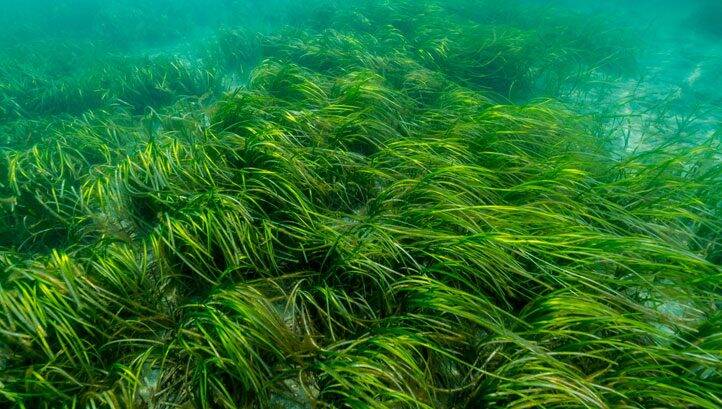 Carlsberg and WWF launch seagrass restoration project
