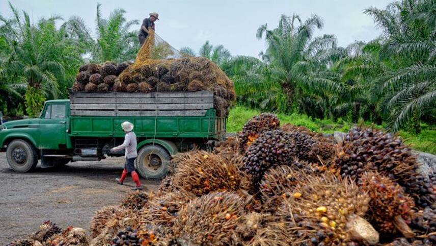 Palm oil firms failing to address deforestation across the supply chain