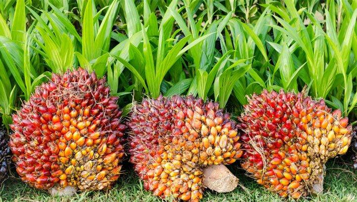 Ferrero targets nature net-gain and ‘fully transparent’ supply chain under new palm oil strategy