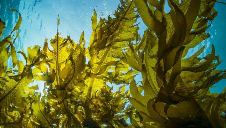 Carbon-sequestering kelp: Sussex councils team up for major natural capital project